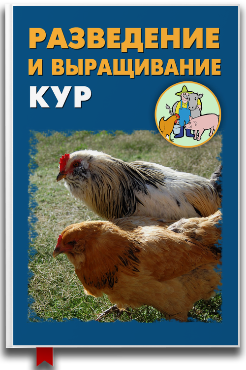 Разведение и выращивание кур